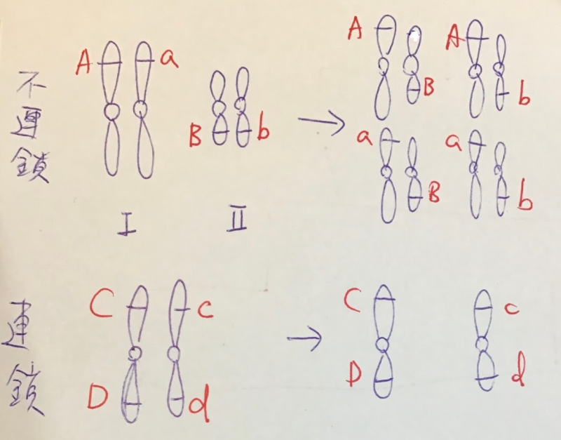 名師課輔網 主題3 性狀的遺傳 觀念2 孟德爾遺傳法則（1)）